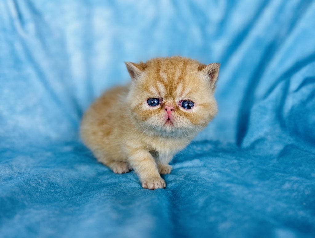 2024 short hire cats for sale