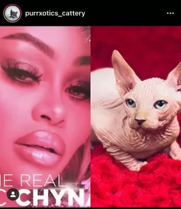 Purrxotics celebrity Sphynx kitten customer review photo
