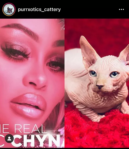 Purrxotics celebrity Sphynx kitten customer review photo