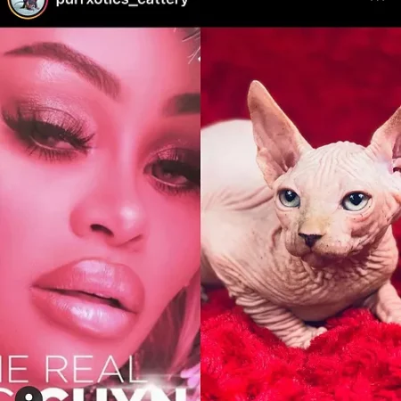 Purrxotics celebrity Sphynx kitten customer review photo