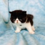 Baby Bear - Exotic short hair