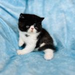 Baby Bear - Exotic shorthair cat for sale