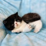 Baby Bear - Exotic shorthair kitten for sale