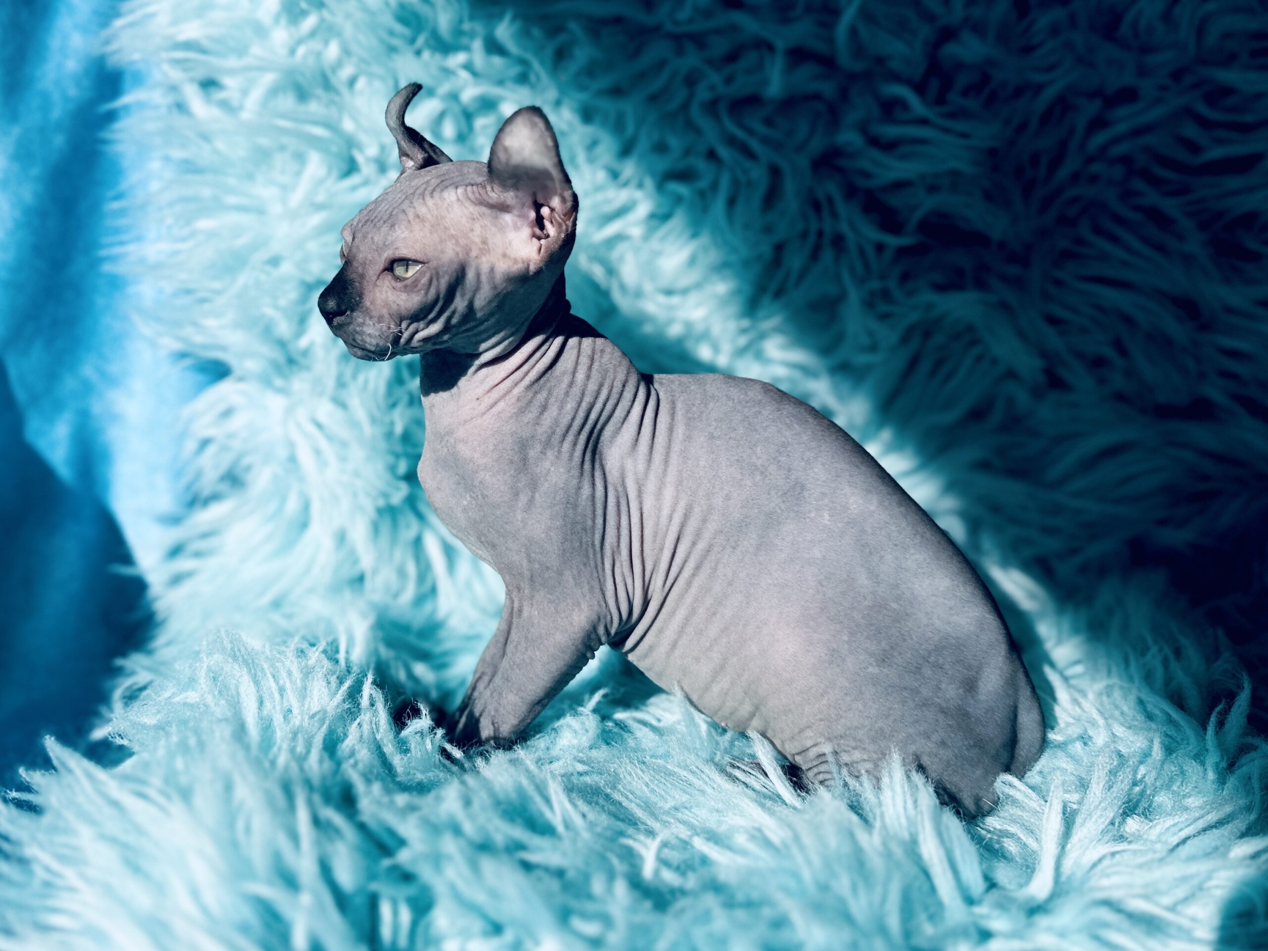 Black Elf Kitten Sphynx available kitten photo from Purrxotics