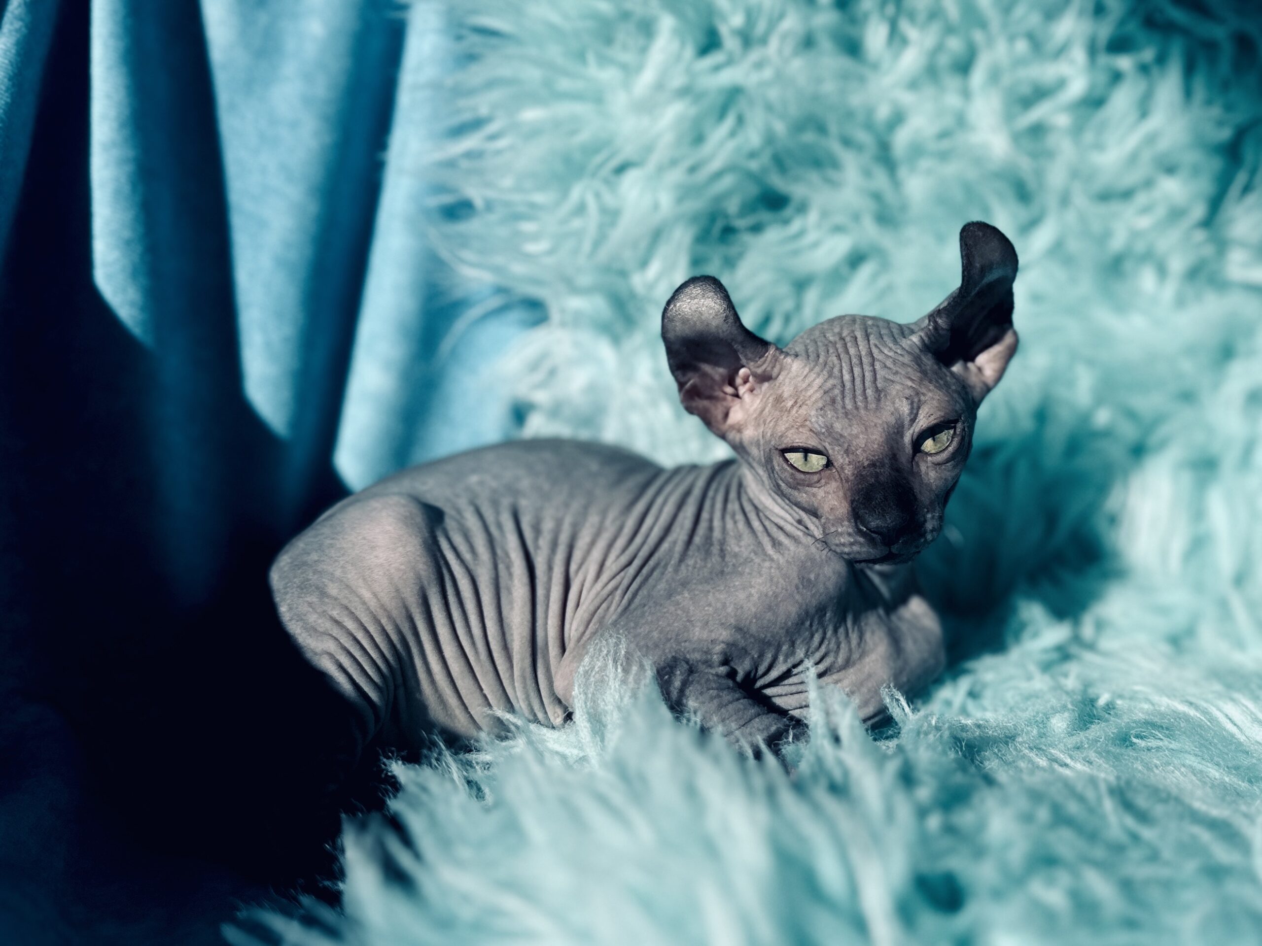 Black Elf Sphynx kitten