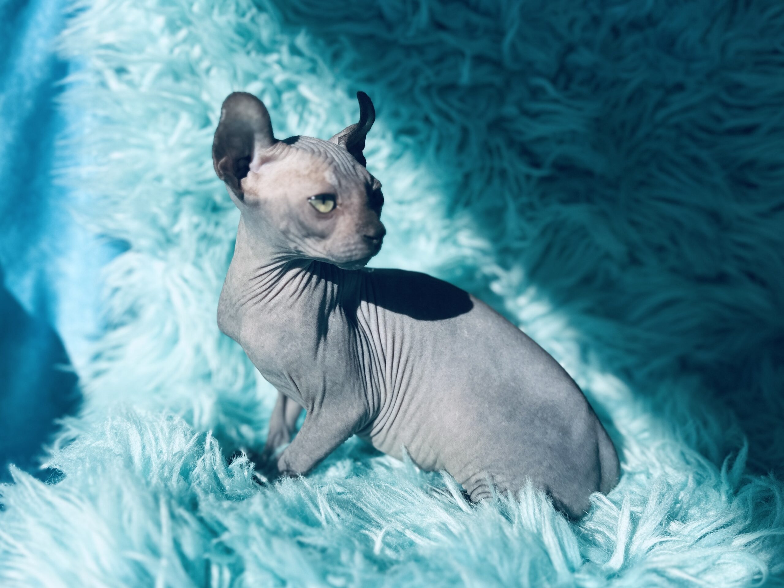 Black Elf Sphynx kitten for sale