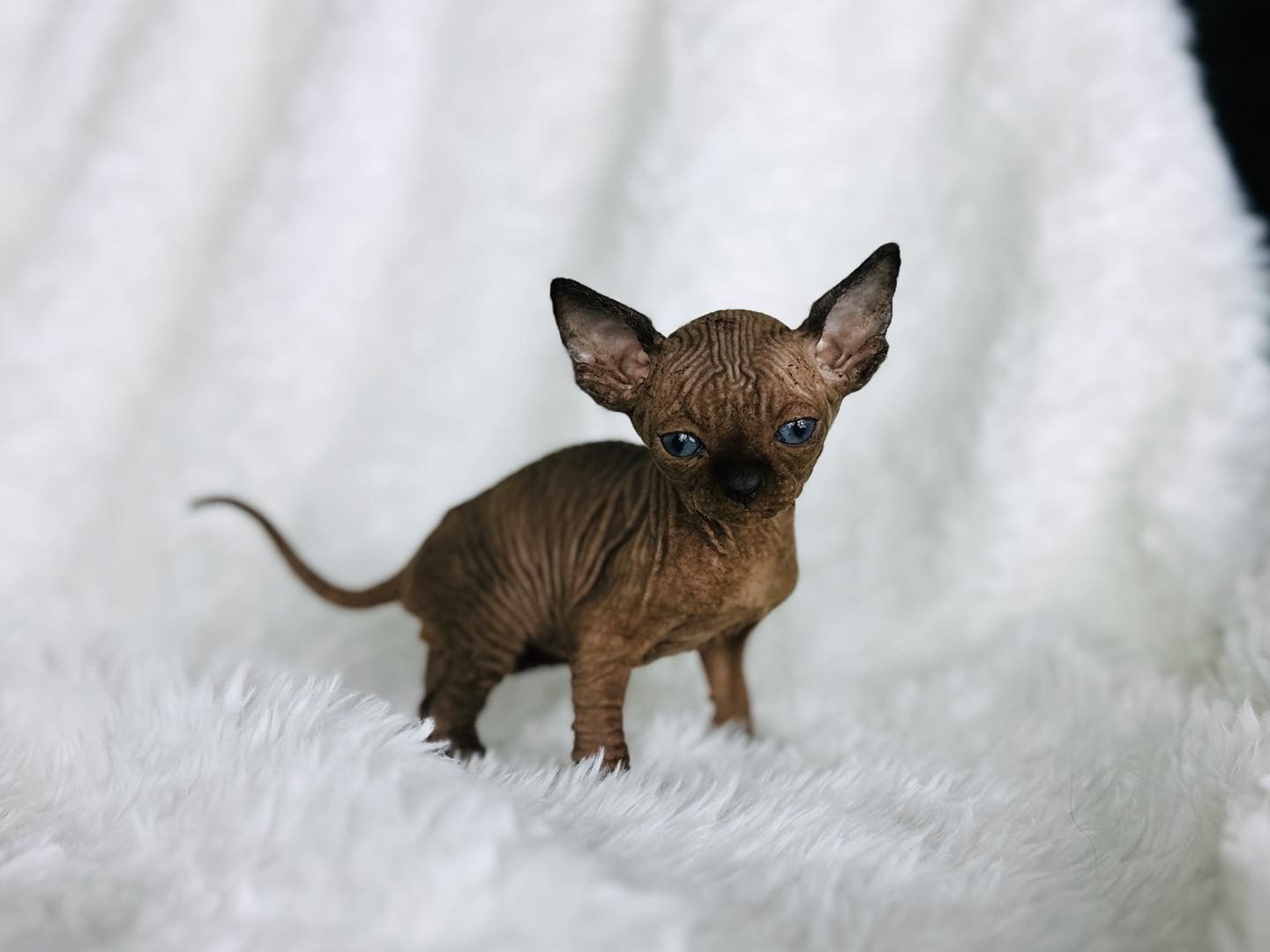 Black Mink Sphynx Boy with Aqua Eyes for sale