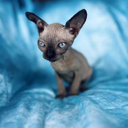Black Seal Mink Girl Sphynx Kitten for sale
