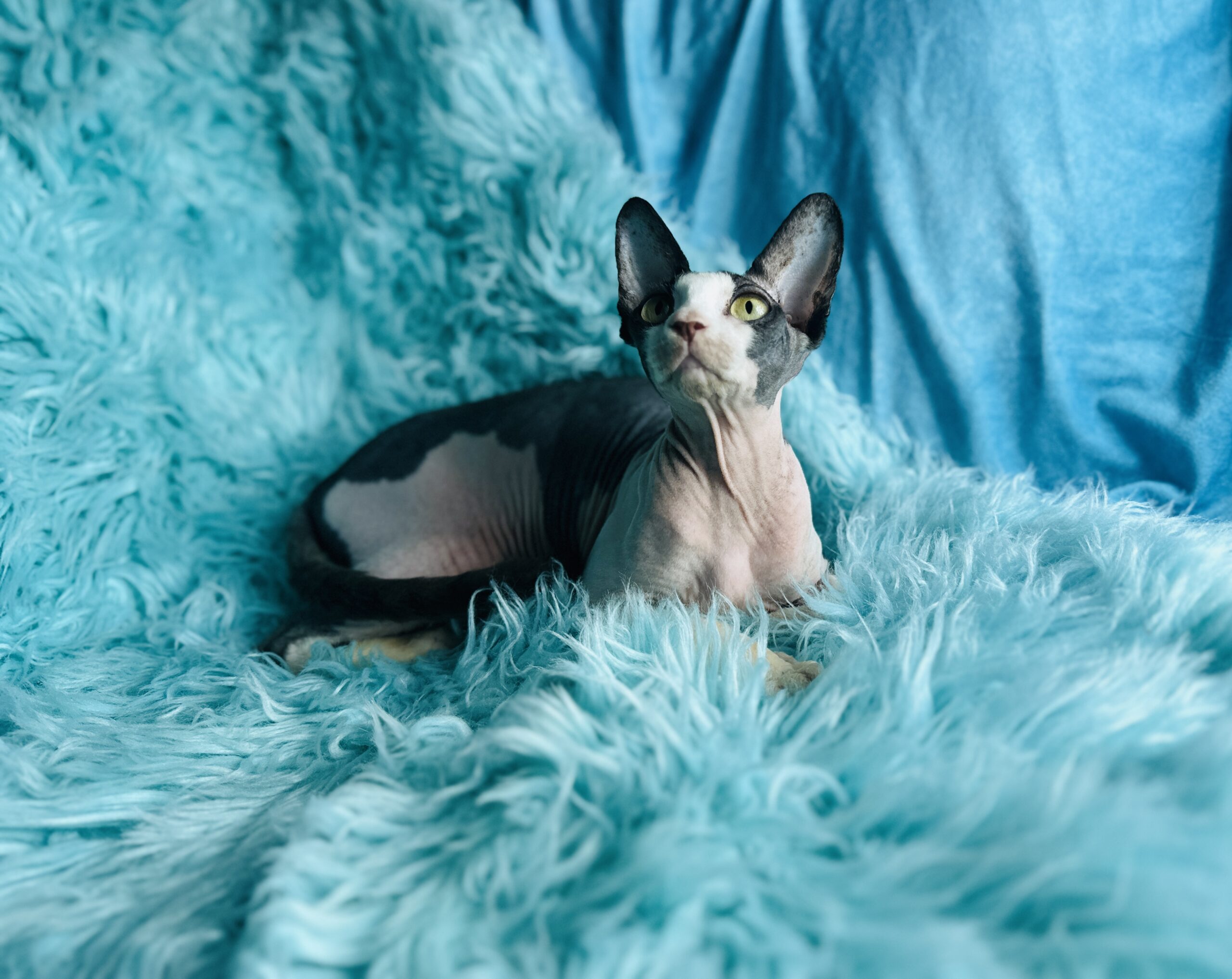 Black and white tuxedo Sphynx cat girl
