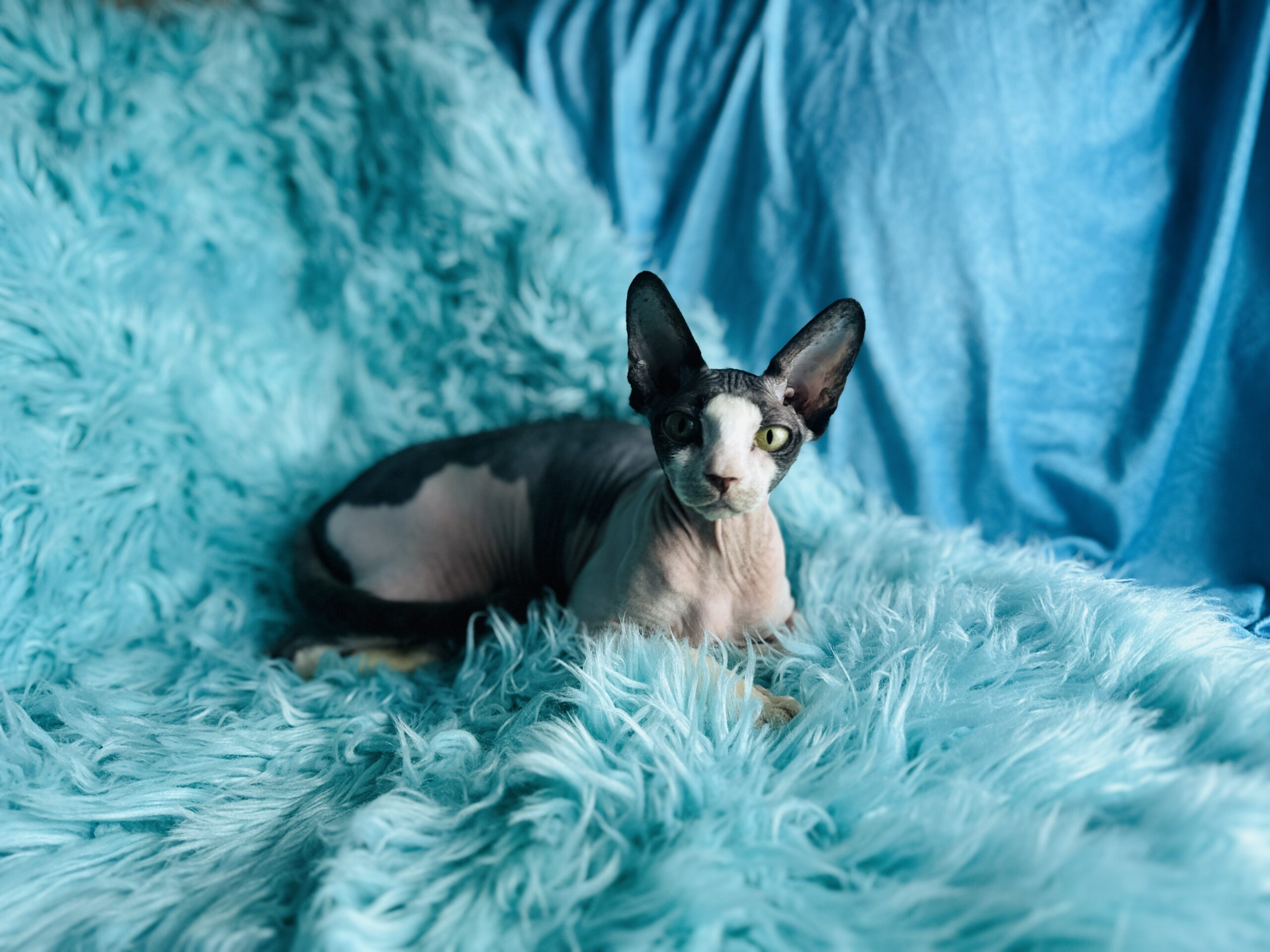 Black and white tuxedo Sphynx cat for sale girl