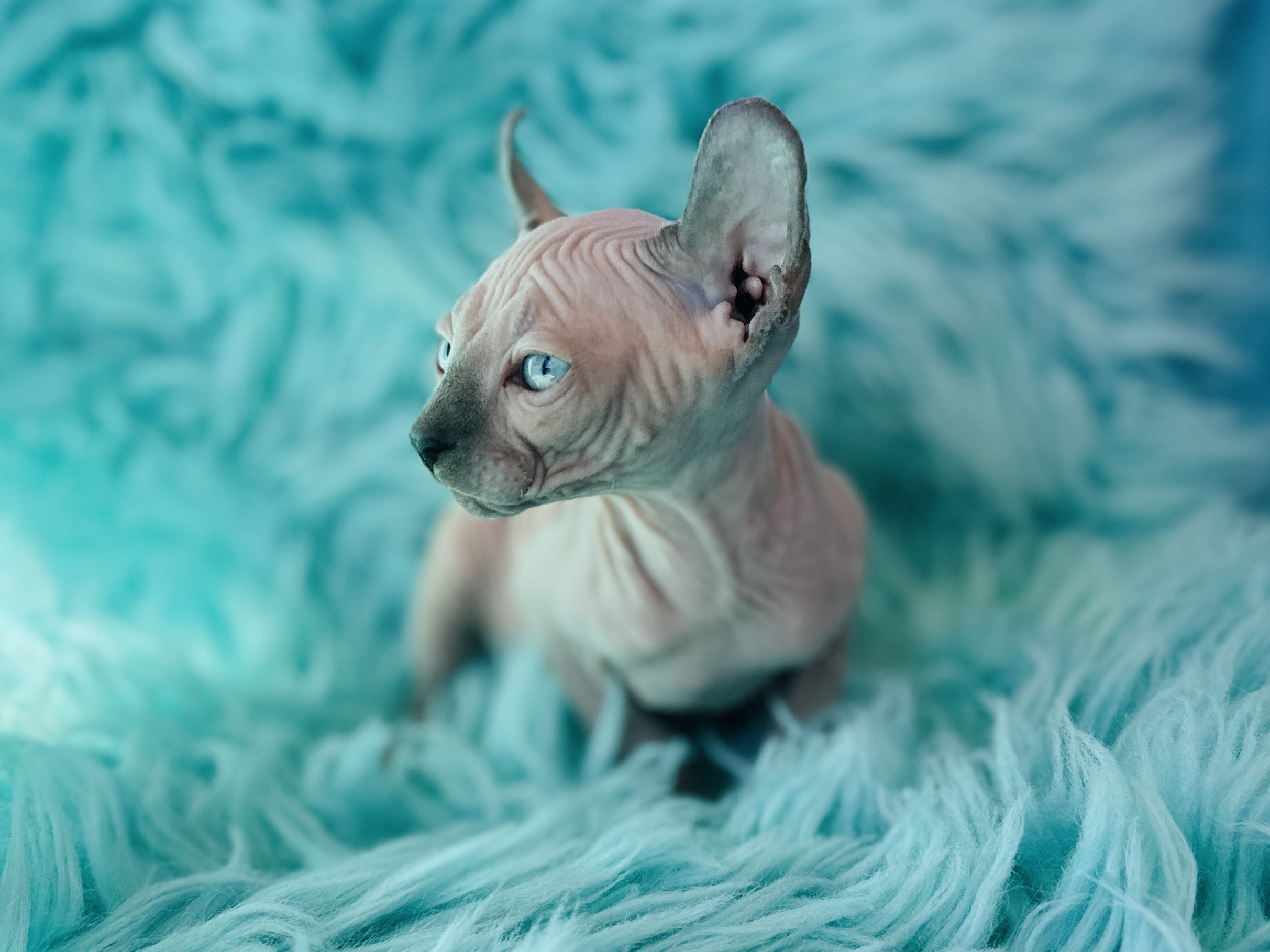 Blue point Elf Sphynx for sale
