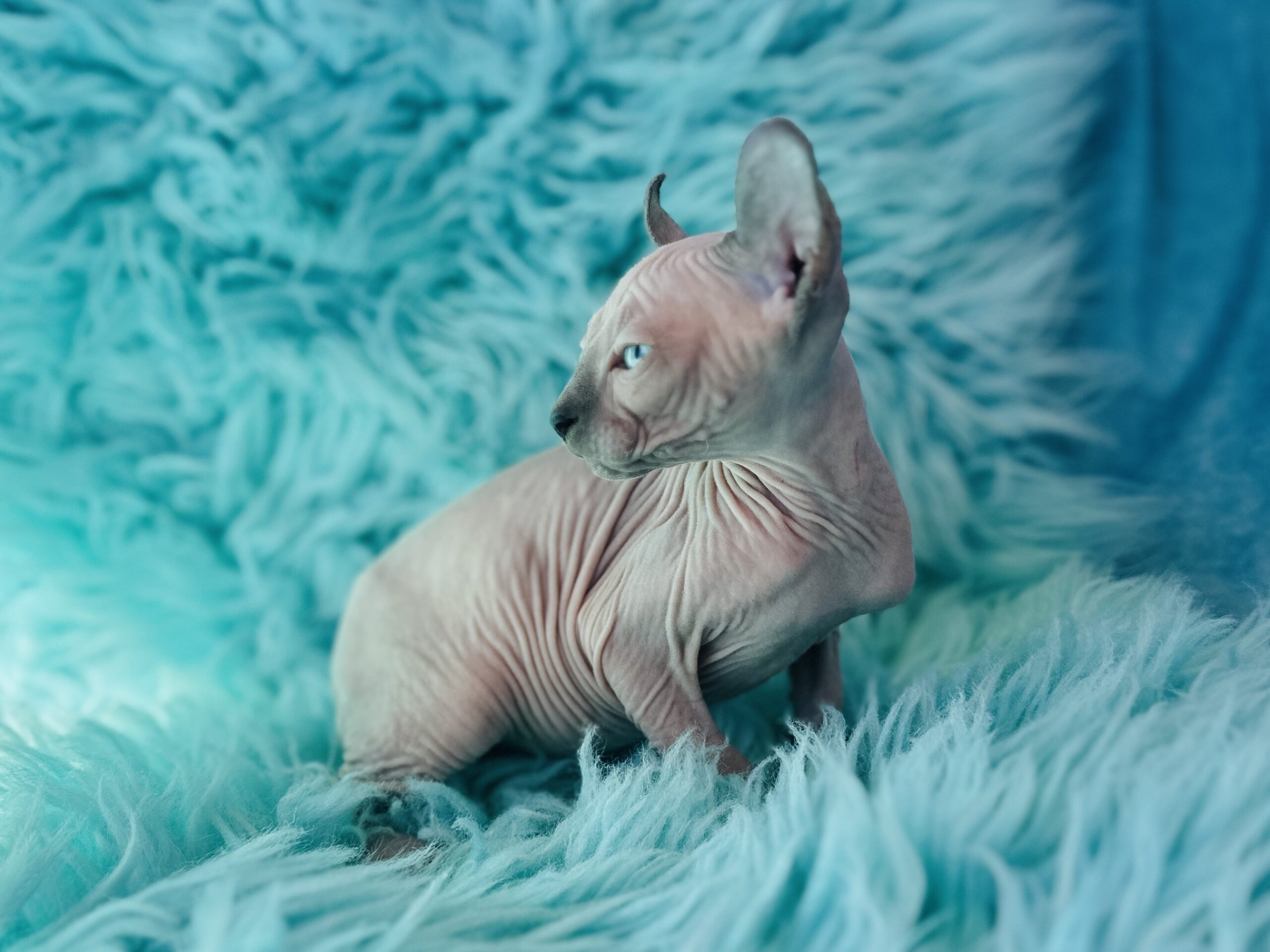 Blue Point Elf Sphynx available kitten photo from Purrxotics