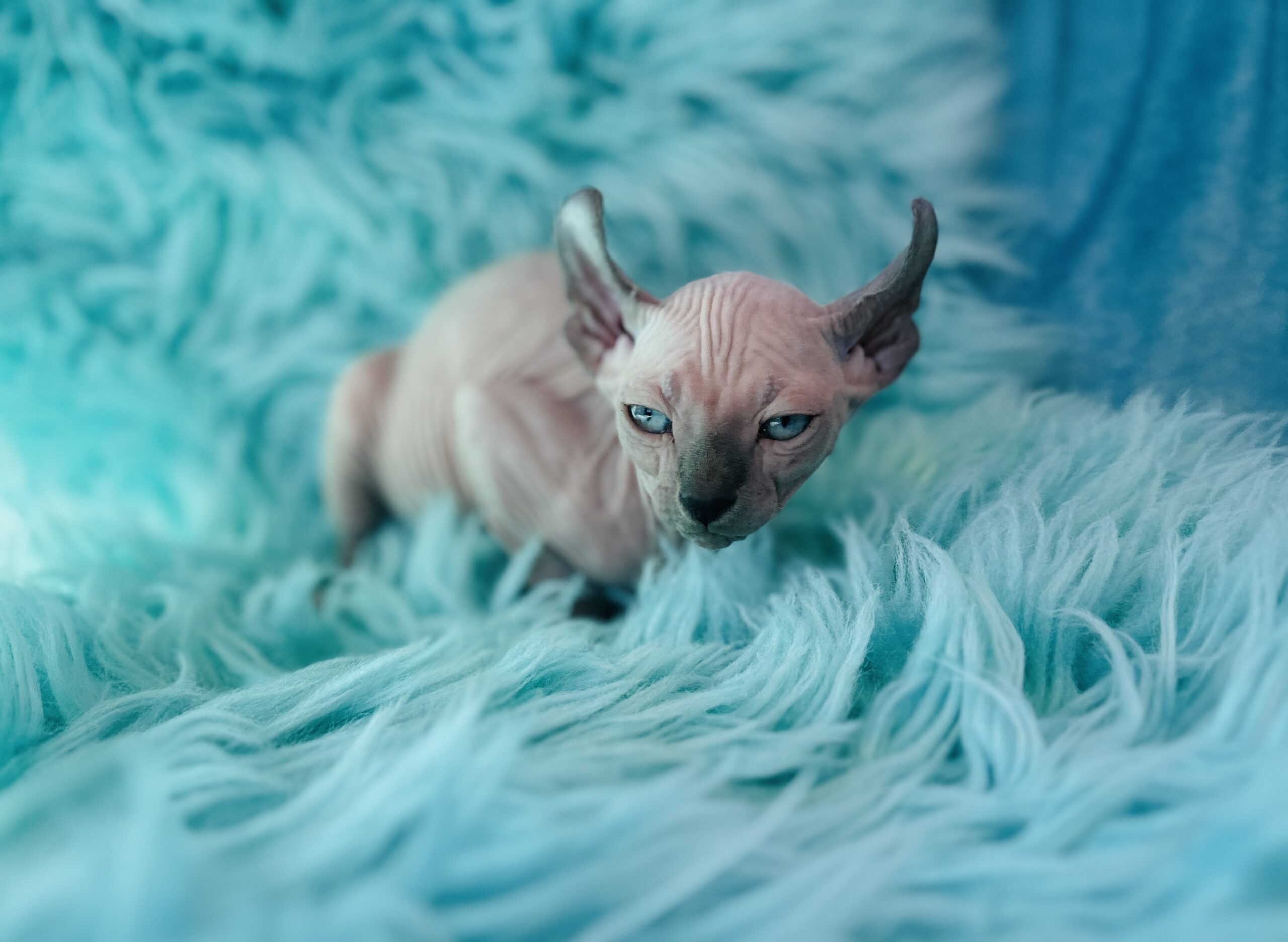 Blue point Elf Sphynx