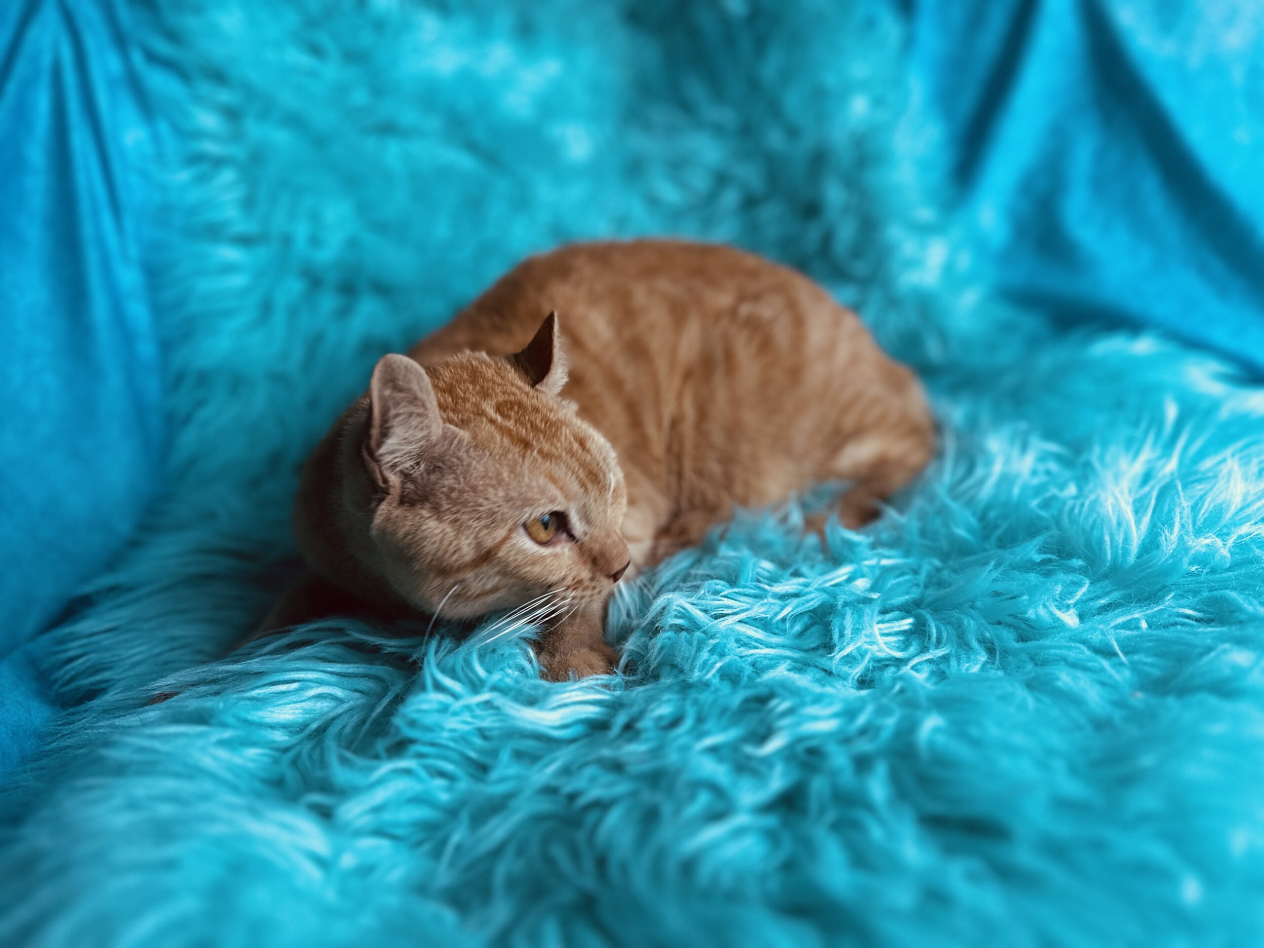 Coated Elf Sphynx