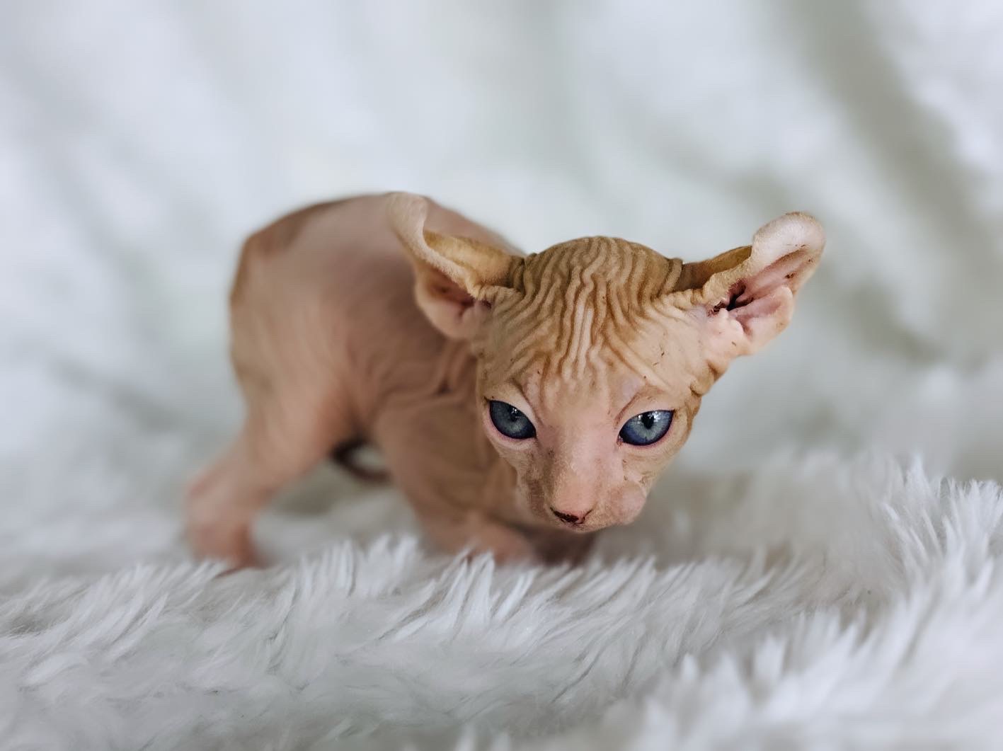 red tabby bicolor elf sphynx