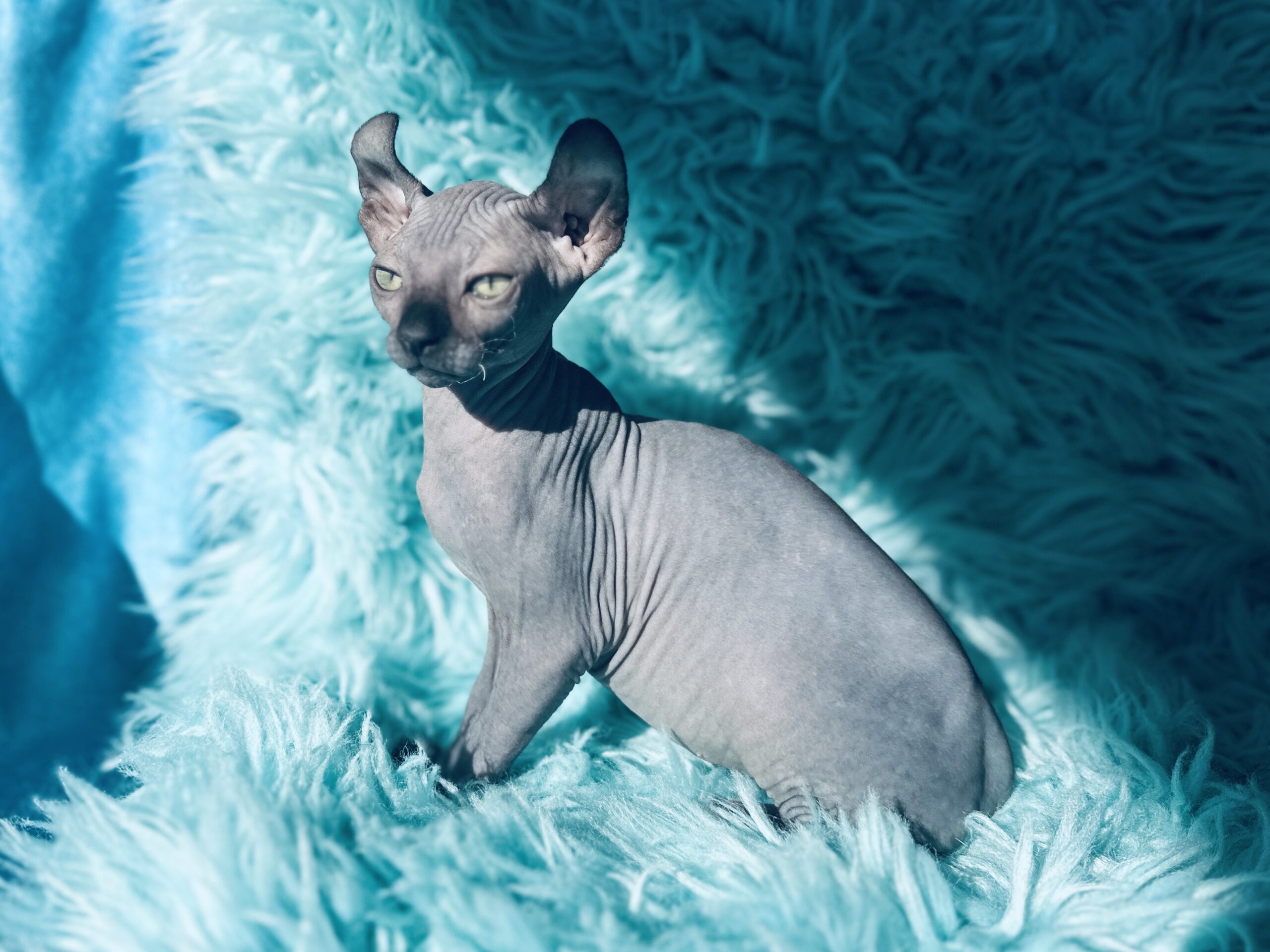 Elf kitten Sphynx