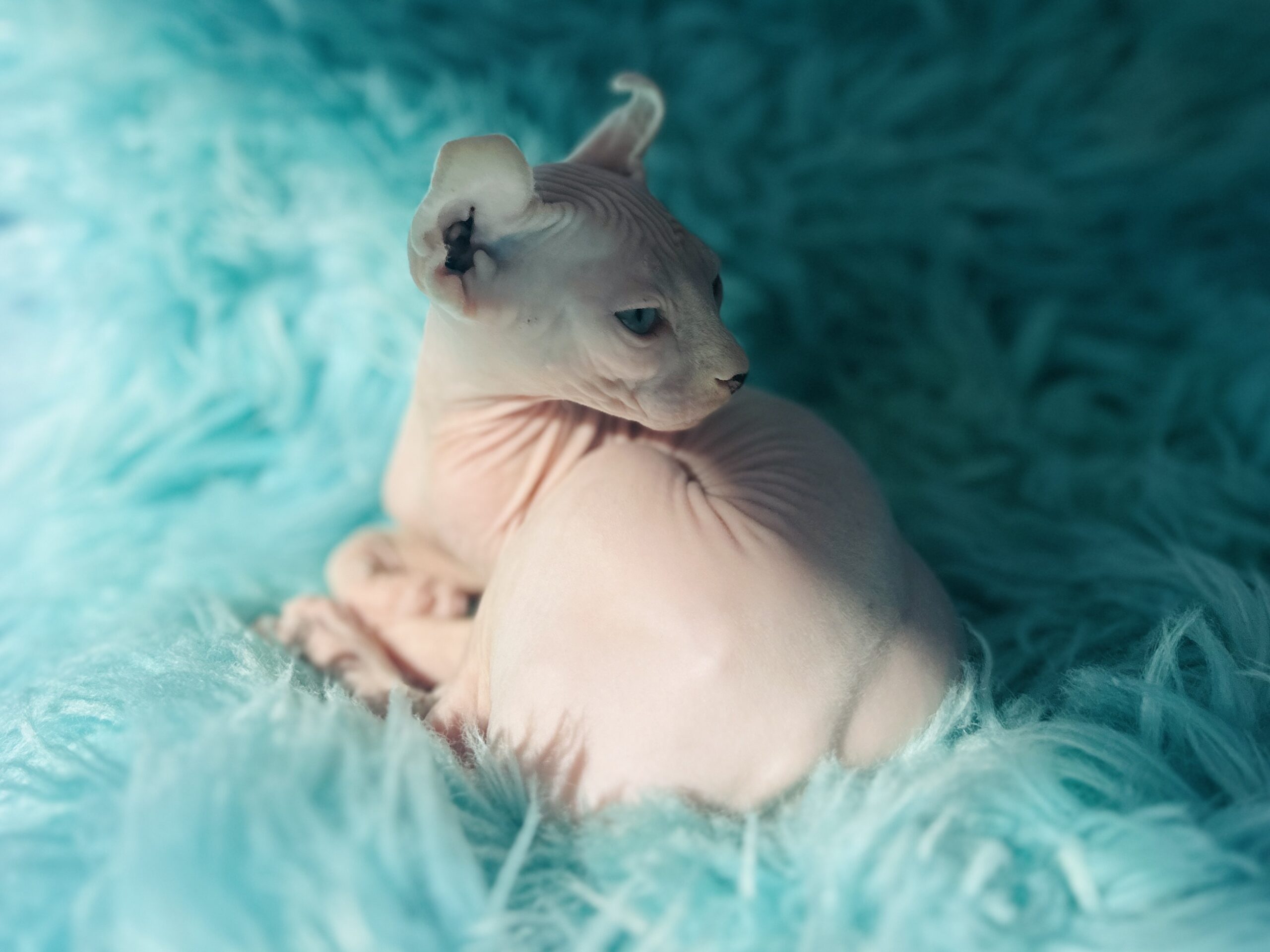 Elf Sphynx kitten