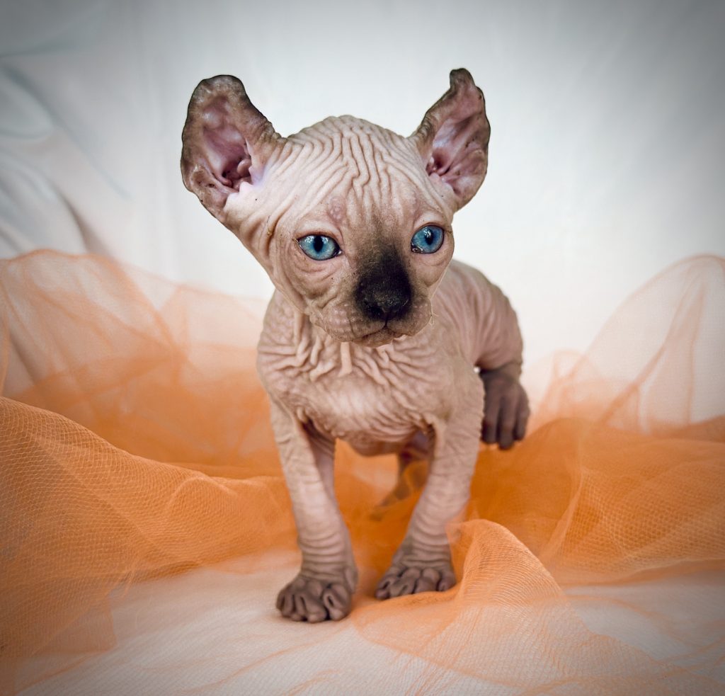 Elf Sphynx kitten for sale