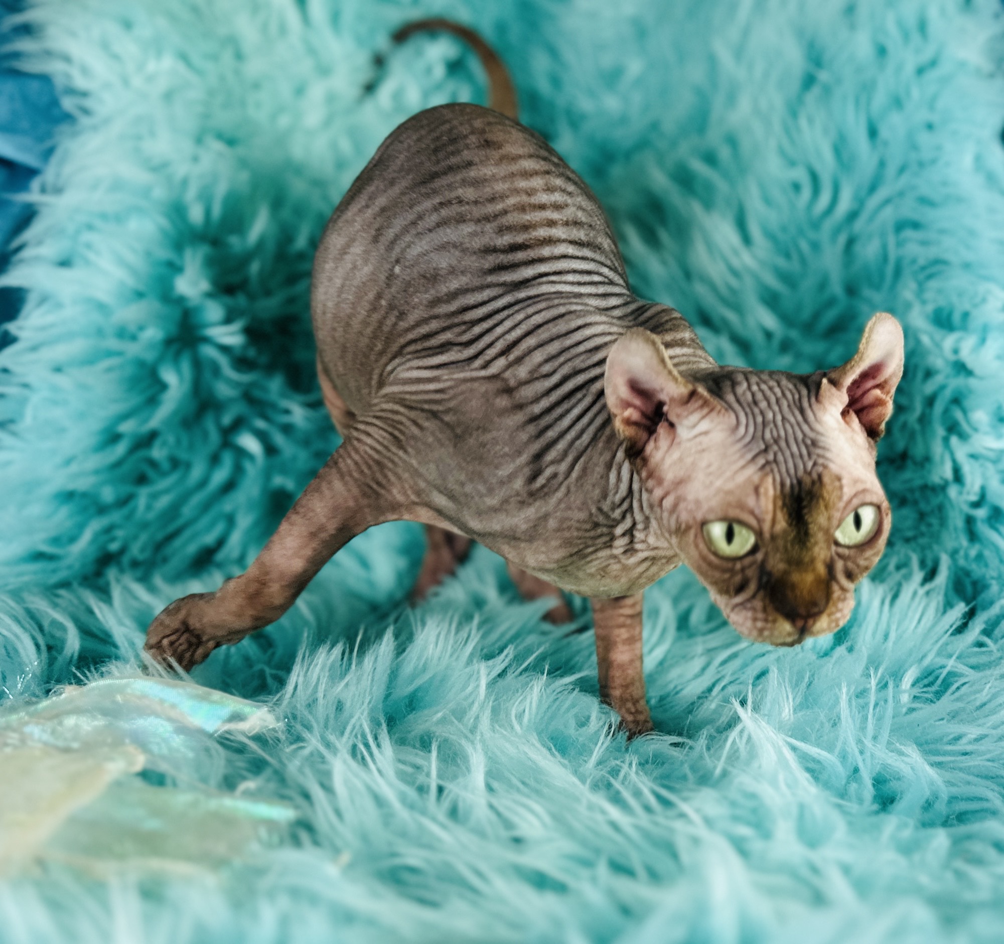 Elf tabby Sphynx girl