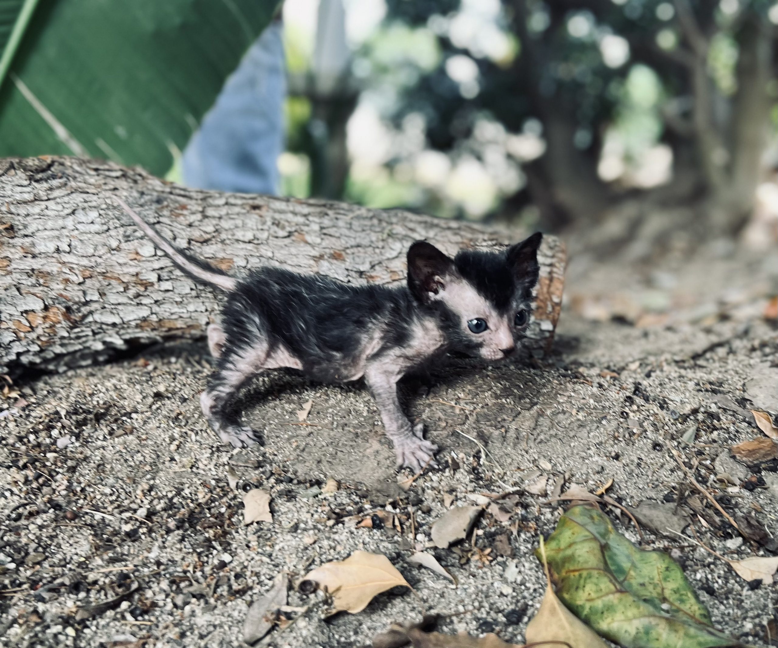 Lykoi kitten from Purrxotics