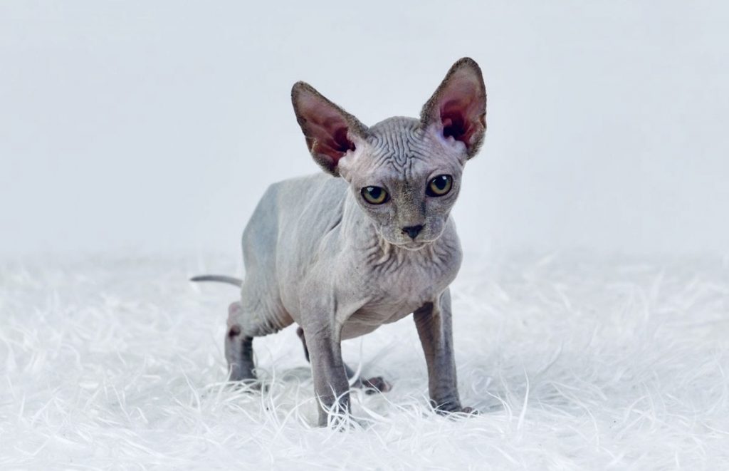 Purrxotics Sphynx cattery and kittens