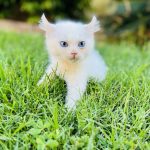 Purrxotics Sphynx kitten scam prevention guide