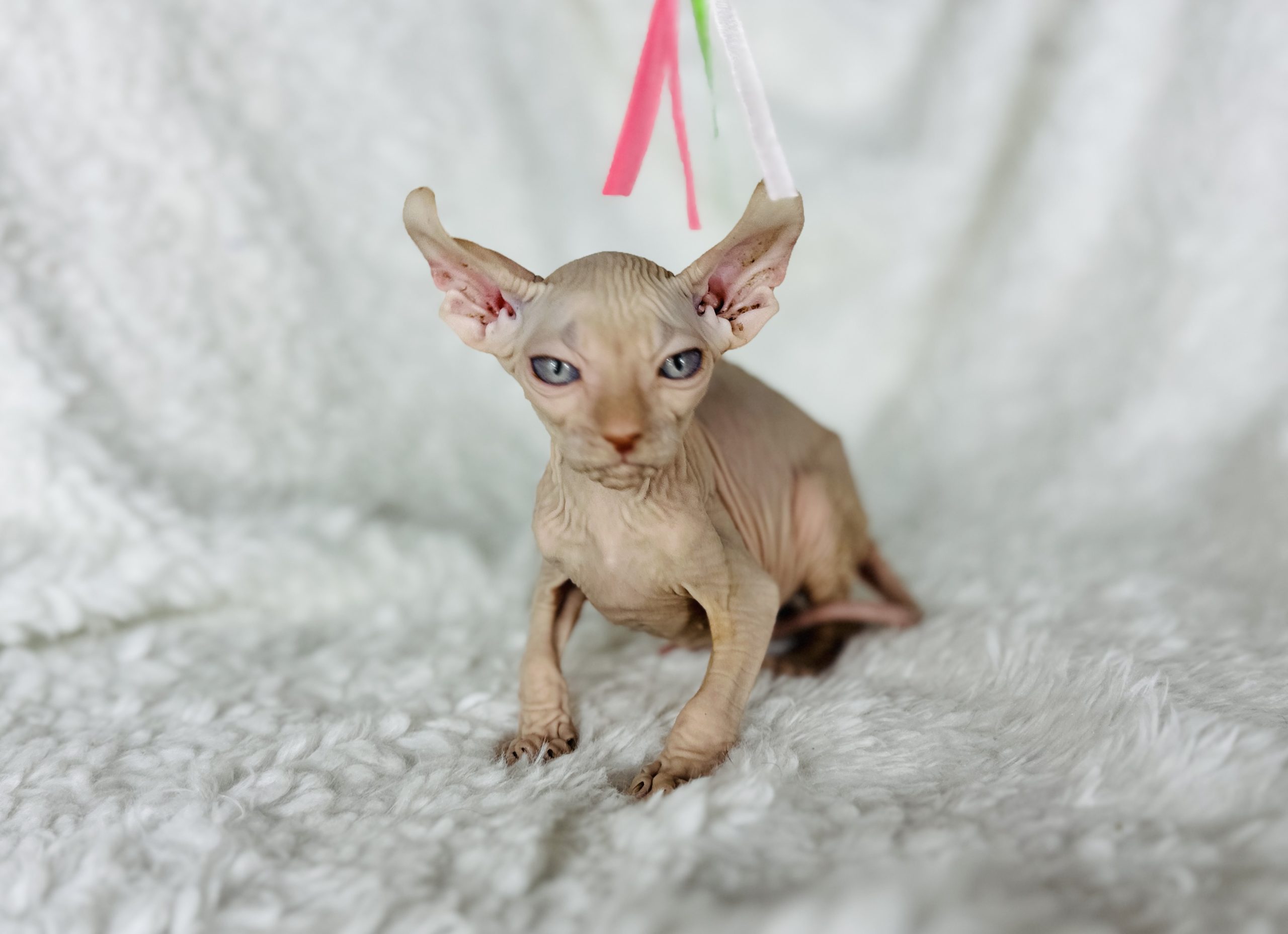 adopted Sphynx kitten from Purrxotics