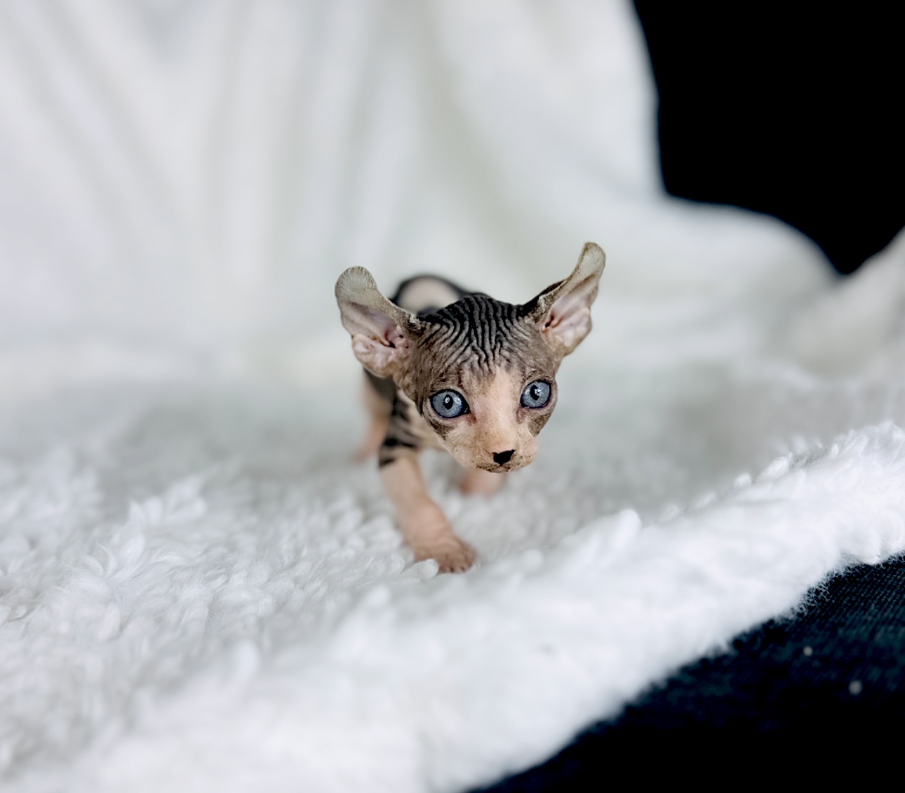 adopted Sphynx kitten from Purrxotics