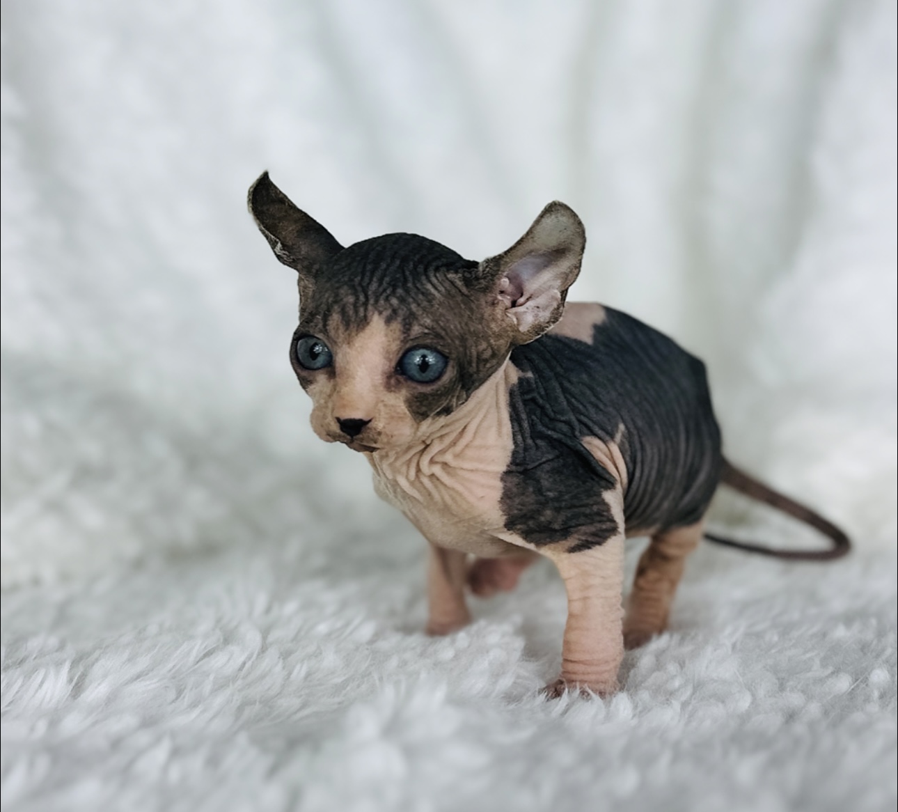 adopted Sphynx kitten from Purrxotics