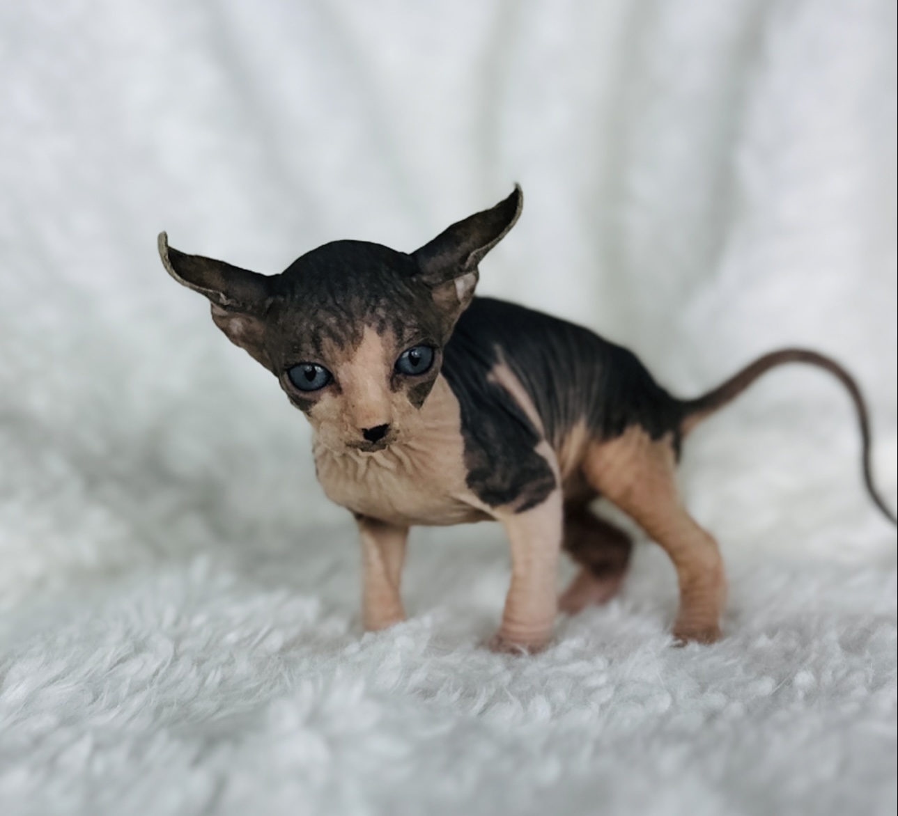 adopted Sphynx kitten from Purrxotics