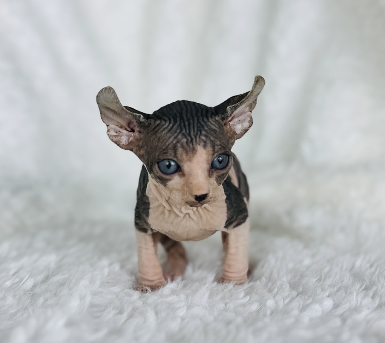 adopted Sphynx kitten from Purrxotics