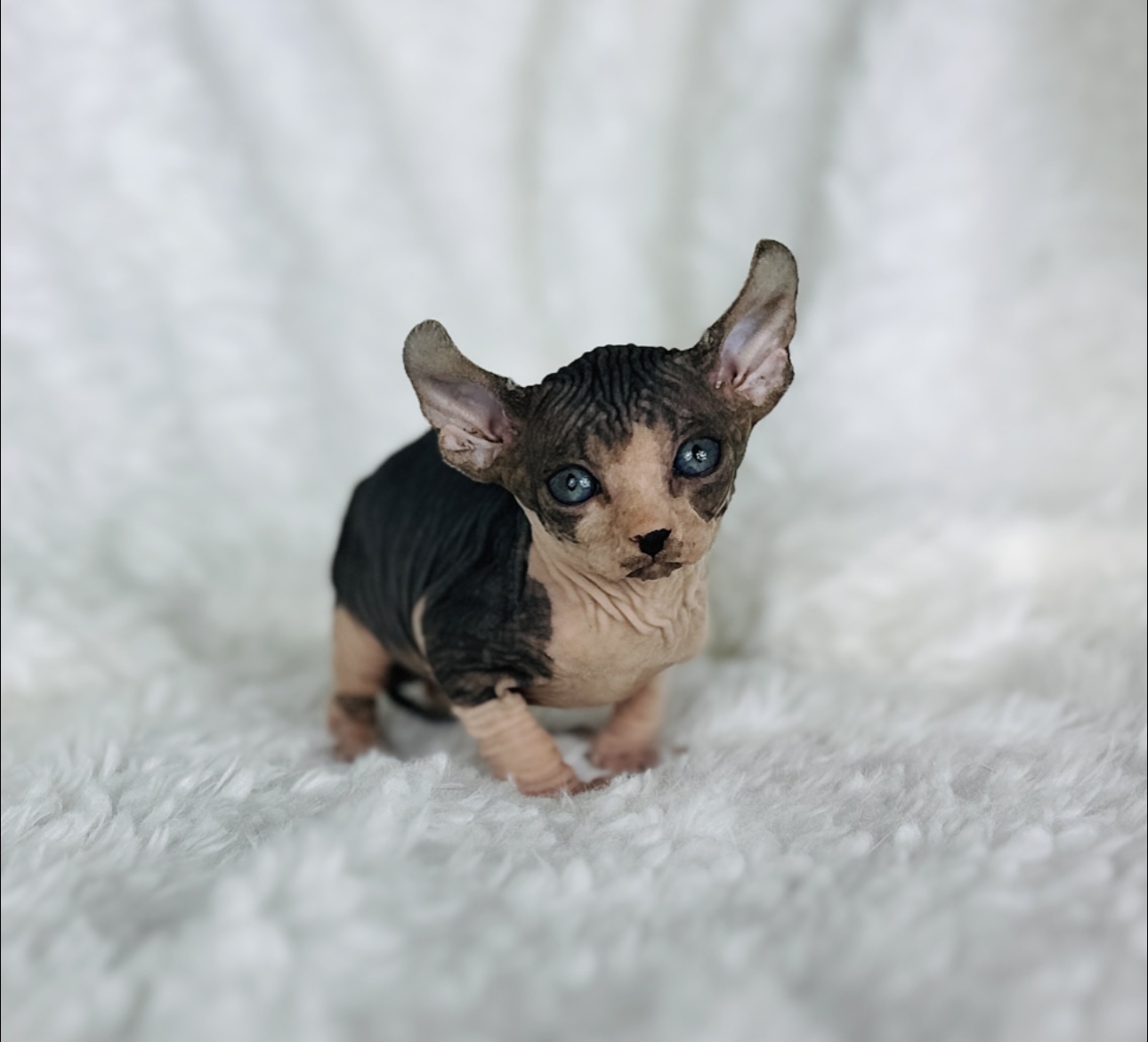 adopted Sphynx kitten from Purrxotics