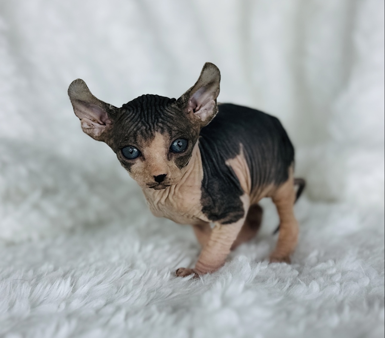 adopted Sphynx kitten from Purrxotics