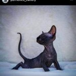 Sphynx kitten from Purrxotics in a loving home