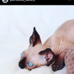 Sphynx kitten from Purrxotics in a loving home