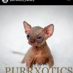 Sphynx kitten from Purrxotics in a loving home