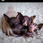 Sphynx kitten from Purrxotics in a loving home