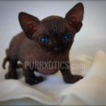 Sphynx kitten from Purrxotics in a loving home