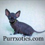 Sphynx kitten from Purrxotics in a loving home