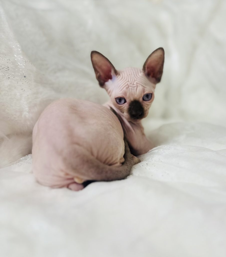 Miniature Sphynx Bambino Tiny Seal Point Bambino