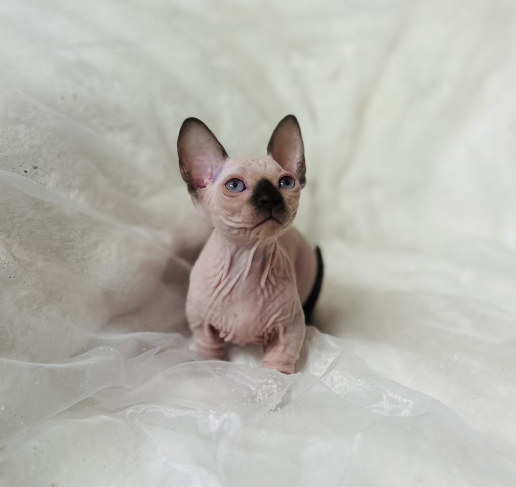 Miniature Sphynx Bambino Tiny Seal Point Bambino kitten