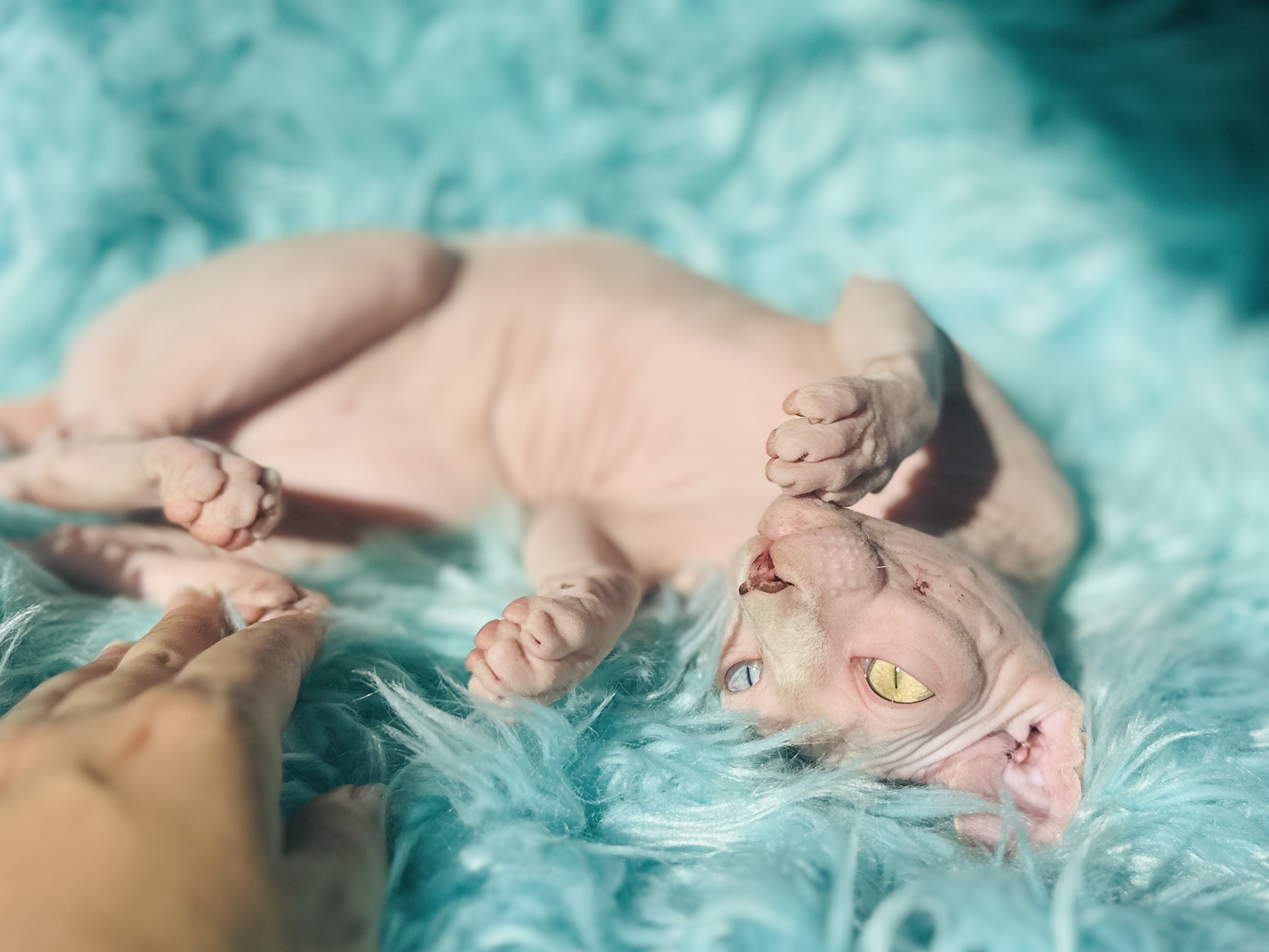 Pink Elf Sphynx kitten