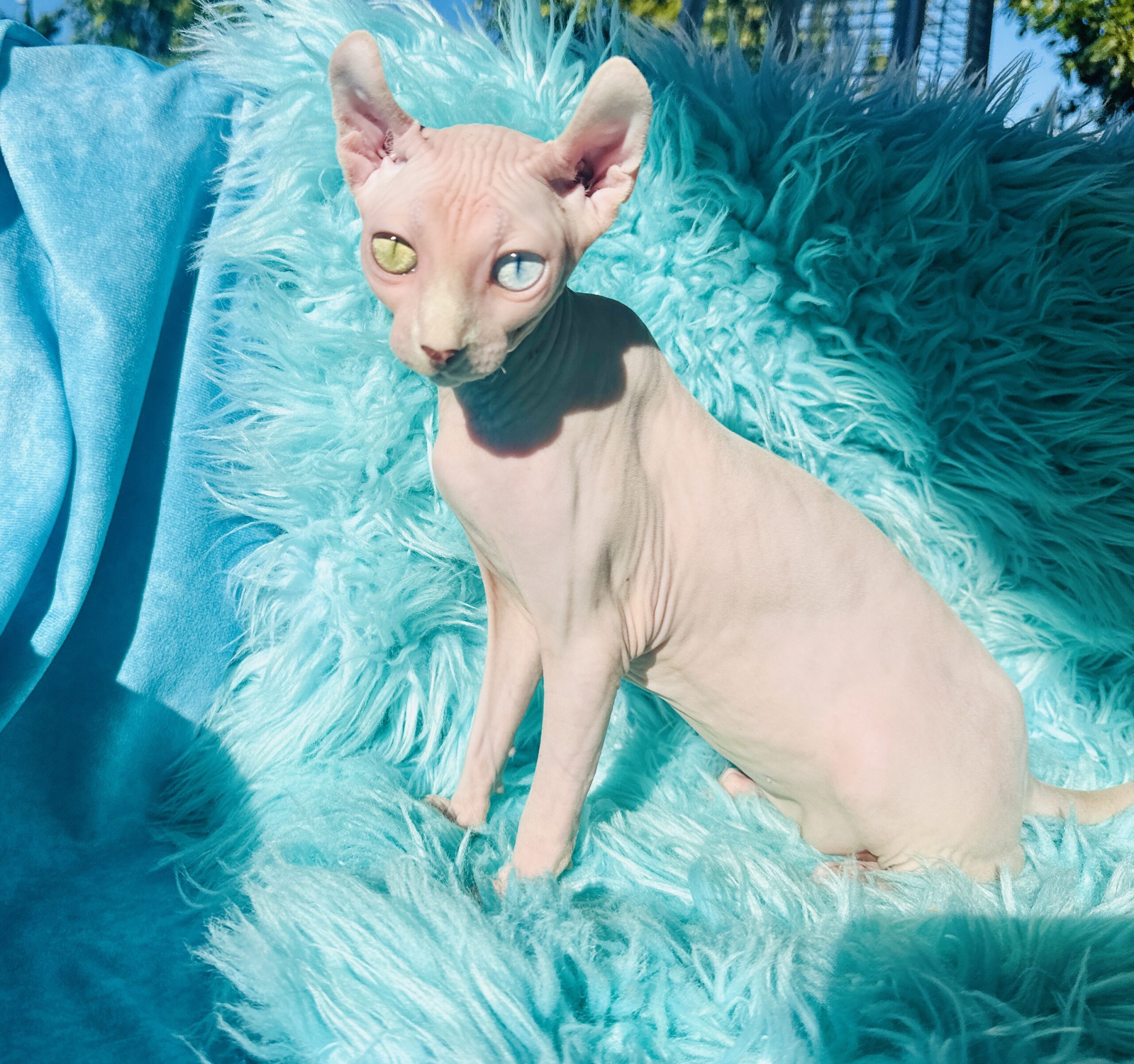 Pink Elf Sphynx Girl available kitten photo from Purrxotics