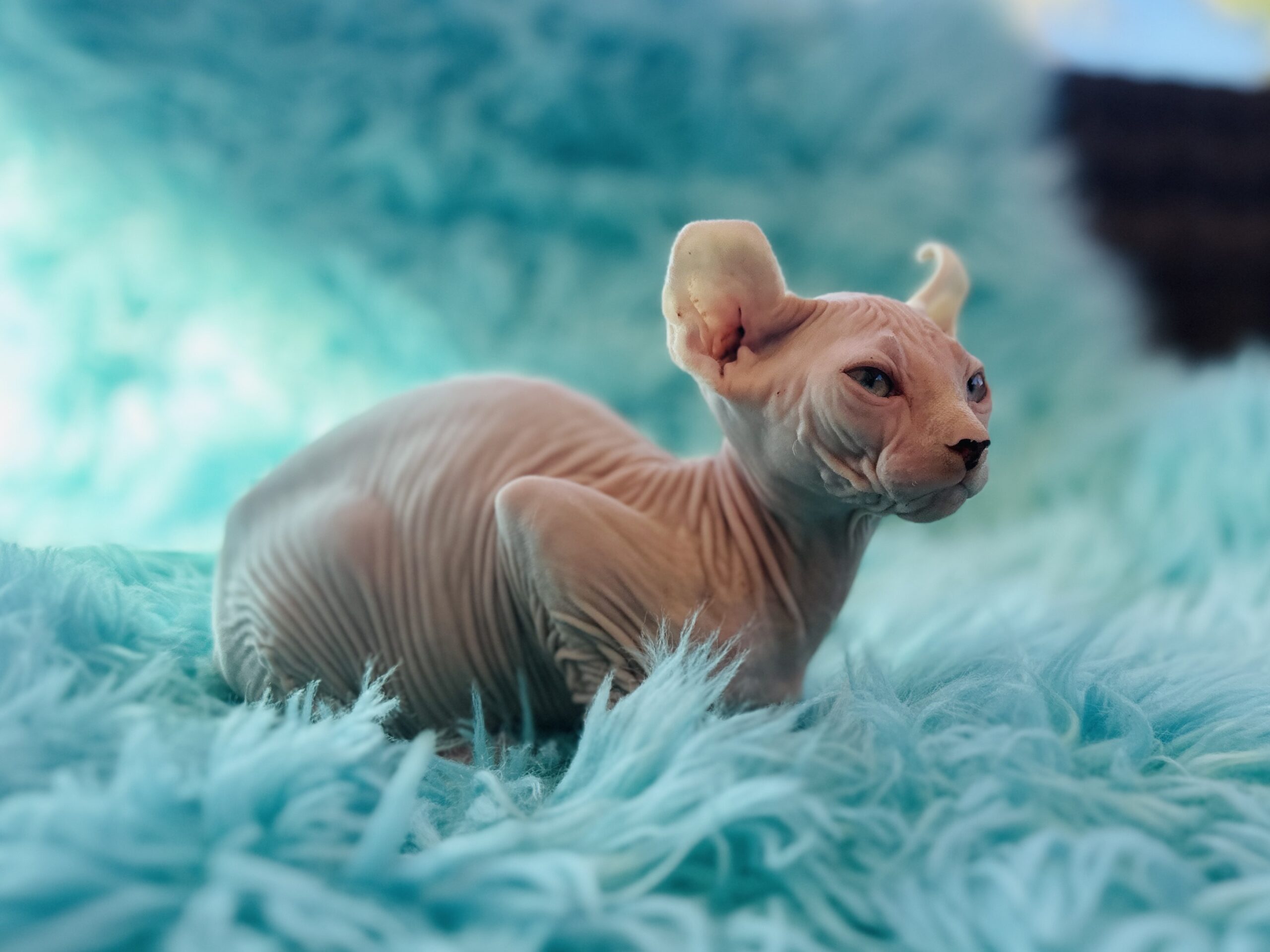 Snowdrop is a Pink Elf Sphynx Girl available kitten photo from Purrxotics