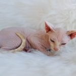 Pink Sphynx boy with blue eyes