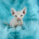 Pink Sphynx kitten from a responsible breeder