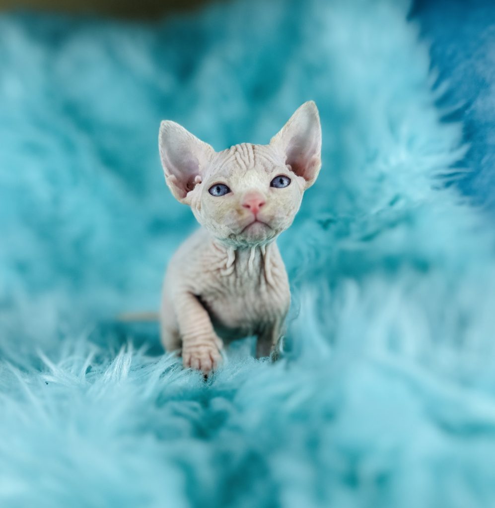 Pink Sphynx cat for sale from good sphynx breeders