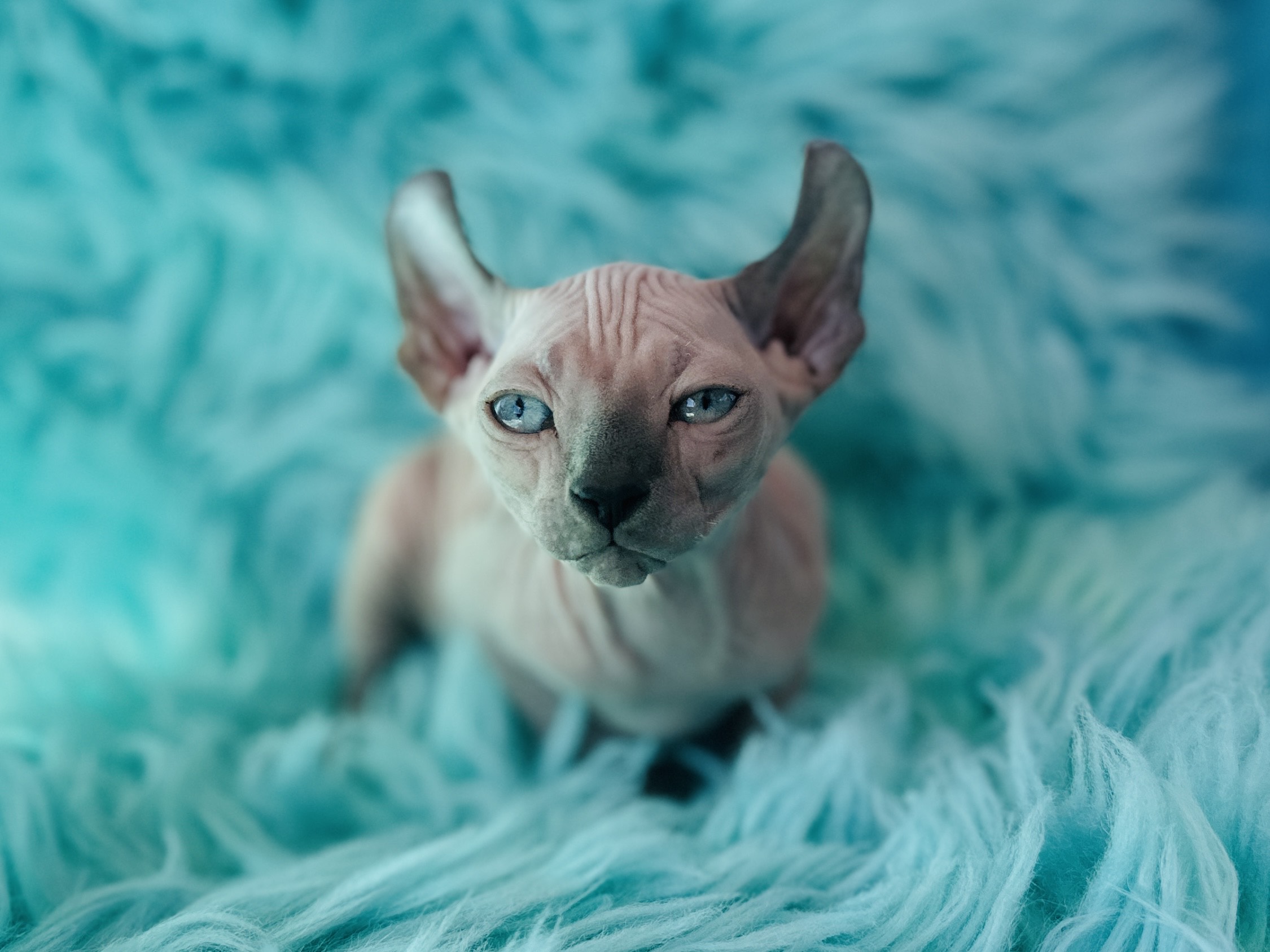 Point Elf Sphynx kitten
