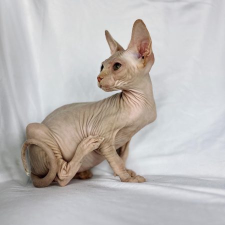 Red Bicolor Sphynx Kitten For Sale