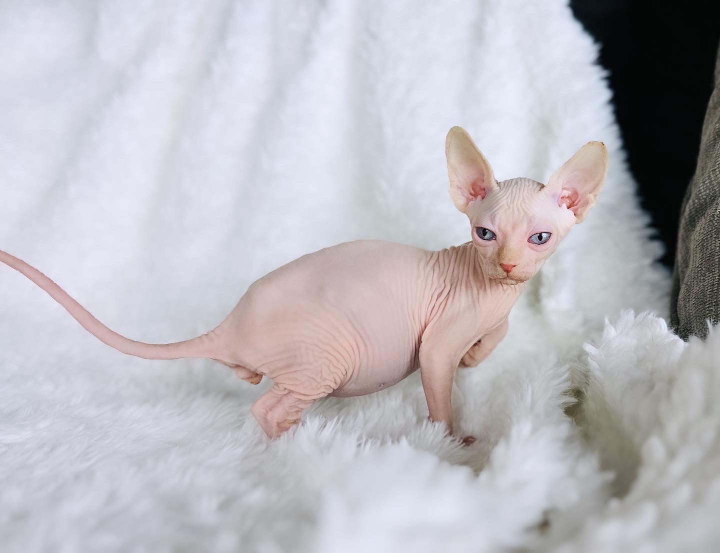 Red Point Boy Blue Eyes PINK Sphynx